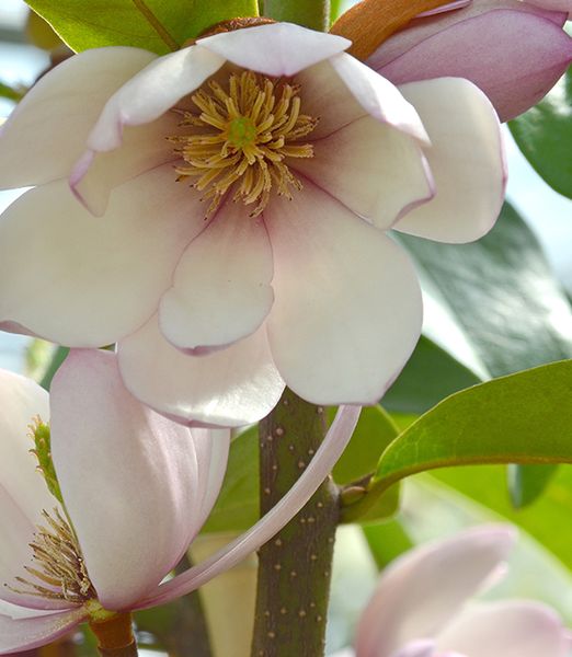 Magnolia ‘Fairy Blush’